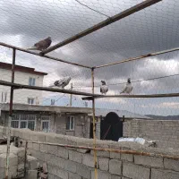 کفتر پرشی