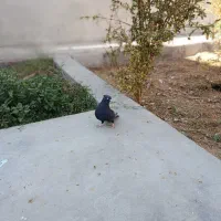 زاغ آبادانی