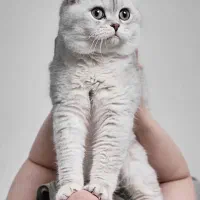 گربه های نر برای جفتگیری|گربه|تبریز, |دیوار