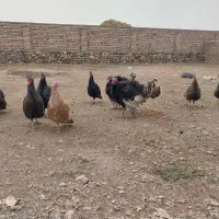 فروش بوقلمون