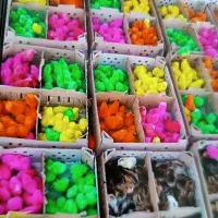 جوجه رنگی بدونه واسطه