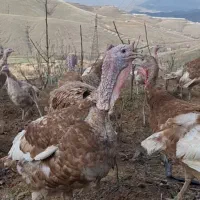 بوقلمون ارگانیک