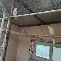 عروس هلندی|پرنده|کرج, فاز ۳ مهرشهر|دیوار