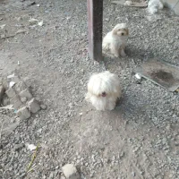 سگ پاکوتاه|سگ|بشاریات, |دیوار