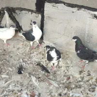 چهار عدد یاهو خوشرنگ