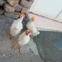 فروش جوجه روز