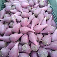 میوه کاکتوس اوپونتیا