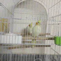 یک جفت عروس هلندی لوتینو(به همراه تخم)|پرنده|بروجرد, |دیوار