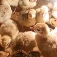 جوجه بوقلمون برنز و بوربرون