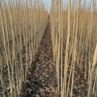 فروش نهال زیر قیمت کل بازار