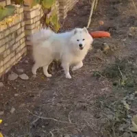 سگ سامویید نر / کشش|سگ|ابهر, |دیوار