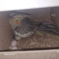 یک جفت عروس هلندی ویک جفت طوطی برزیلی|پرنده|فردوسیه, |دیوار