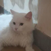 گربه پرشین نر تقریبا ۲ ساله واکسن خورده