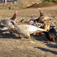 بوقلمون|حیوانات مزرعه|روانسر, |دیوار