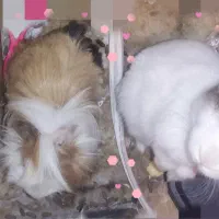 واگذاری حیوان خانگی