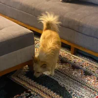 سگ گمشده در گلستان شمالی