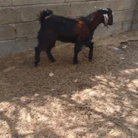 چپشت وبز|حیوانات مزرعه|میناب, |دیوار