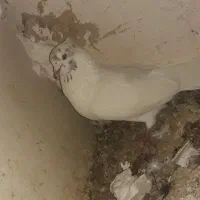 کبوتر پرشی|پرنده|قیدار, |دیوار