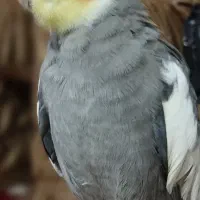 عروس هلندی گمشده