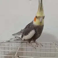 عروس هلندی|پرنده|نهاوند, |دیوار