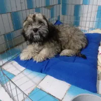 سگ شیتزو معاوضه با عروس یا فروش