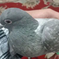 کفتر|پرنده|تربتحیدریه, بی بی حسنیه|دیوار