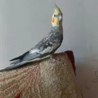 عروس هلندی نر گلباقالی|پرنده|سنقر, |دیوار