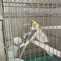 عروس هلندی