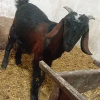 بز چنبیش|حیوانات مزرعه|کارون, |دیوار