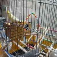 یک جفت عروس هلندی سالم و سر حال|پرنده|مرودشت, ژیان|دیوار