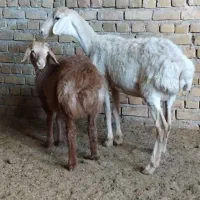 میش زاییده جوان|حیوانات مزرعه|تربت جام, جامرود|دیوار