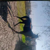 اسب نر|اسب و تجهیزات اسبسواری|رضوانشهر, |دیوار