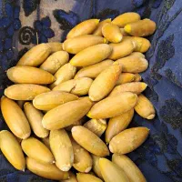 بلوط خوارک دام میش بز گاو|حیوانات مزرعه|دیشموک, |دیوار