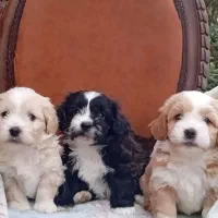 سگ شیتزو بسیار زیبا|سگ|تهران, الهیه|دیوار