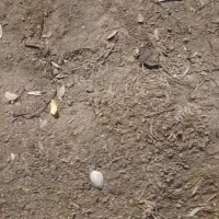 بارگاوخشک یاکودگاوی