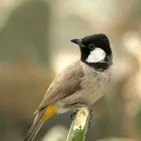 پرنده قفسی