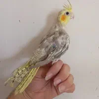 عروس هلندی۶۰۰+مرغ عشق(سرلاکی۱۵۰+باجوجه۱/۵۰۰|پرنده|قزوین, |دیوار