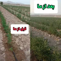 افزایش تناژ باغات و کشت شما با کود های ارگانیک