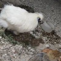 خروس ابریشم جوجه برهما