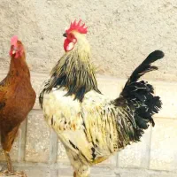 مرغ و خروس