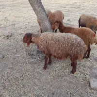 چندتا بره