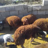 بره نر