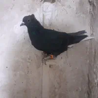 کفتر|پرنده|چناران, |دیوار