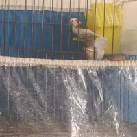 یک جفت فنچ