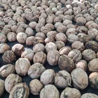 فروش گردو تازه