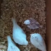 عروس هلندی مولد آلبینو