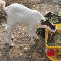 کهره|حیوانات مزرعه|میناب, |دیوار