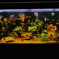 اکواریوم ماهیران|ماهی|اصفهان, بهارستان|دیوار