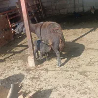 گوسفند جوان بره دار با بره ماده