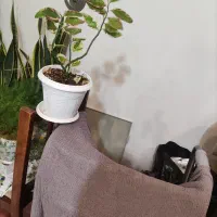 شال پفکی و گل|لباس|مرند, |دیوار